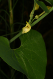 Aristolochia clematitis RCP6-06 120.jpg